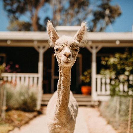 Margaret River Holiday Cottages Екстериор снимка