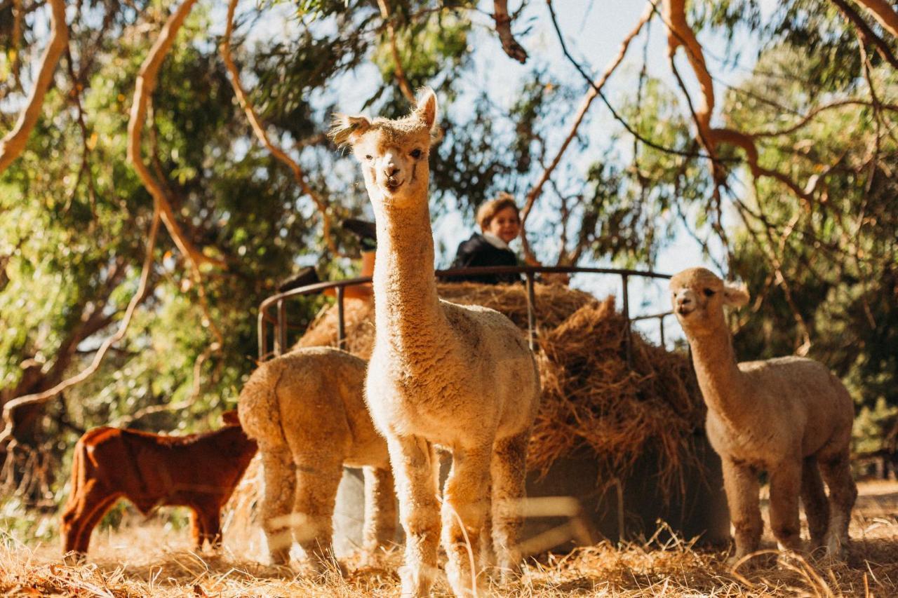 Margaret River Holiday Cottages Екстериор снимка