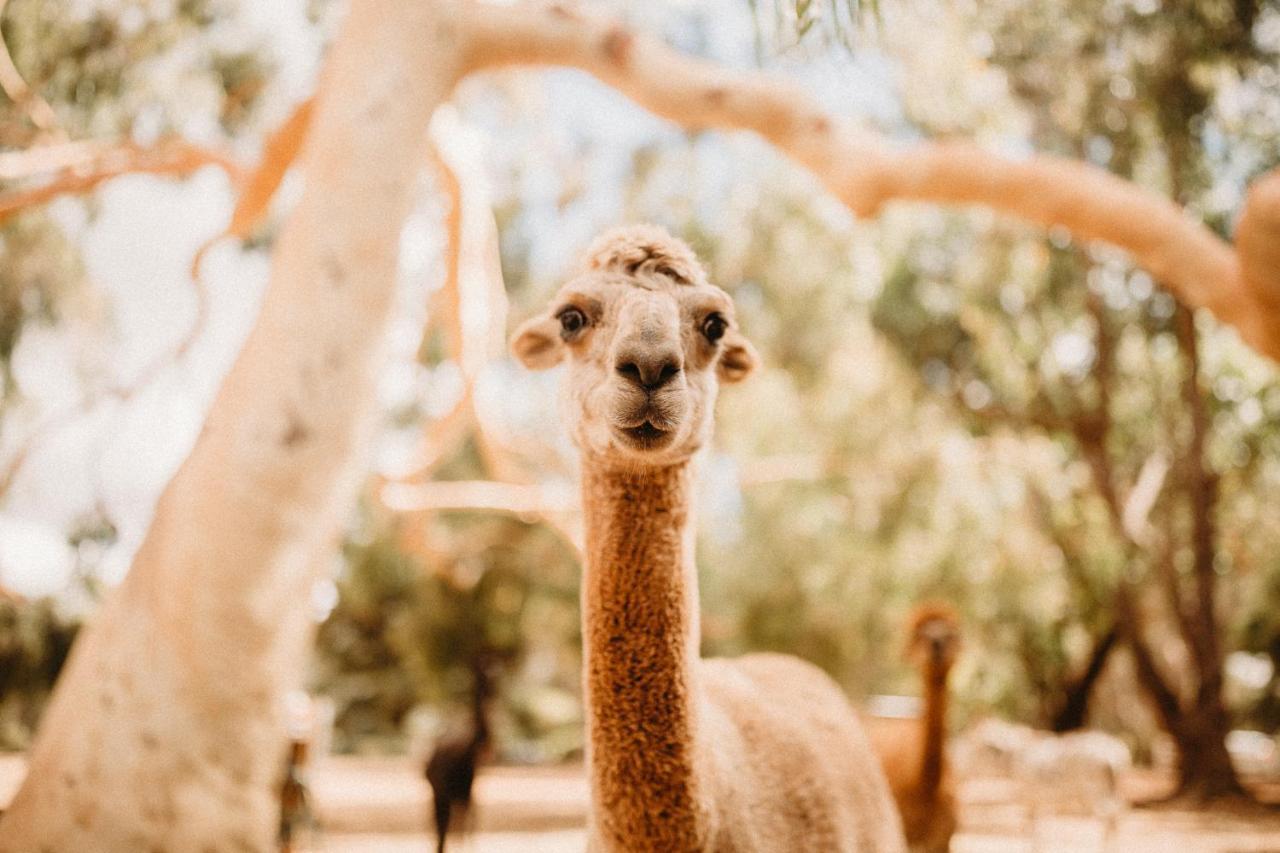 Margaret River Holiday Cottages Екстериор снимка